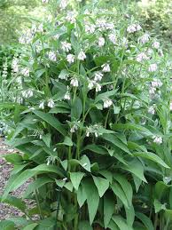 Image result for Symphytum officinale