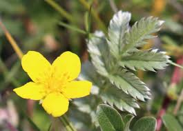 Image result for Potentilla anserina
