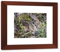 Attēlu rezultāti vaicājumam “Scolopax rusticola nest”
