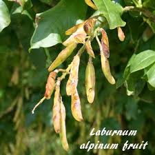 Attēlu rezultāti vaicājumam “Laburnum alpinum fruit”
