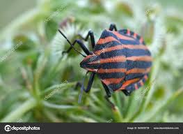 Attēlu rezultāti vaicājumam “Graphosoma lineatum imago”