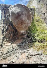 Attēlu rezultāti vaicājumam “Phellinus alni”