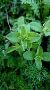 Attēlu rezultāti vaicājumam “Cerastium sylvaticum”