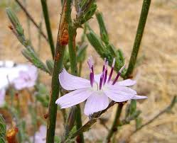 Attēlu rezultāti vaicājumam “Stuckenia filiformis flower”