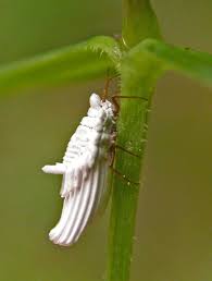 Attēlu rezultāti vaicājumam “Orthezia urticae”