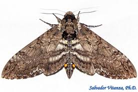 Attēlu rezultāti vaicājumam “Sphingidae”