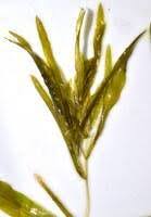 Attēlu rezultāti vaicājumam “Potamogeton gramineus”