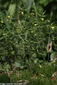 Attēlu rezultāti vaicājumam “Melampyrum sylvaticum”