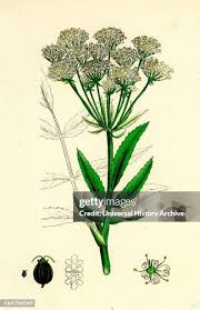 Attēlu rezultāti vaicājumam “Sium latifolium”