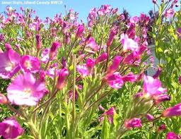 Attēlu rezultāti vaicājumam “Epilobium hirsutum flower”