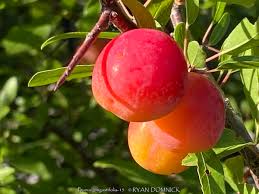 Attēlu rezultāti vaicājumam “Pulmonaria angustifolia fruit”