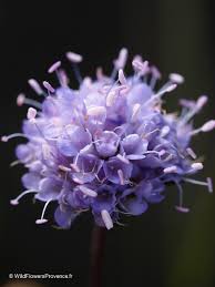 Image result for Succisa pratensis