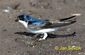 Attēlu rezultāti vaicājumam “Delichon urbicum adult”