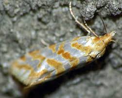 Attēlu rezultāti vaicājumam “Aethes margaritana”