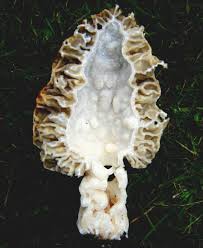 Attēlu rezultāti vaicājumam “Morchella sp.”