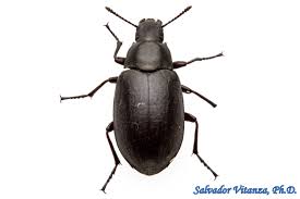 Attēlu rezultāti vaicājumam “Tenebrionidae”