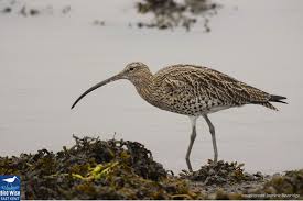 Attēlu rezultāti vaicājumam “Numenius arquata”