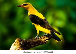 Attēlu rezultāti vaicājumam “Oriolus oriolus male”