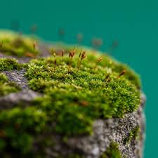 Attēlu rezultāti vaicājumam “Bryum neodamense macro”
