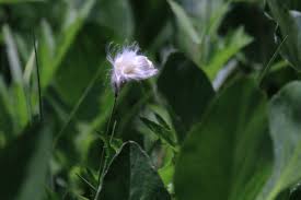 Attēlu rezultāti vaicājumam “Eriophorum gracile leaf”