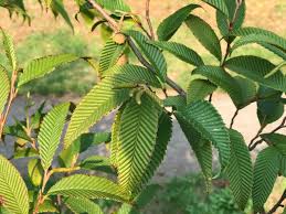 Attēlu rezultāti vaicājumam “Alnus”