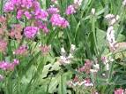 Image/JPEG: <b>Plumbaginaceae</b>
