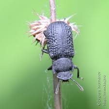 Attēlu rezultāti vaicājumam “Bolitophagus reticulatus”