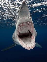 Image result for Isurus oxyrinchus