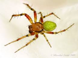 Attēlu rezultāti vaicājumam “Araniella”