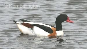 Attēlu rezultāti vaicājumam “Tadorna tadorna”