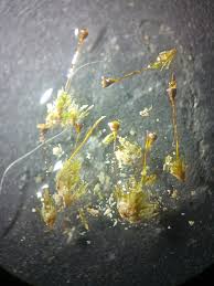 Attēlu rezultāti vaicājumam “Seligeria donniana”