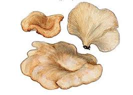 Attēlu rezultāti vaicājumam “Lentinus suavissimus”