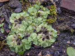 Attēlu rezultāti vaicājumam “Riccia cavernosa”