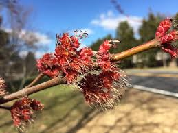 Attēlu rezultāti vaicājumam “Acer saccharinum flower”