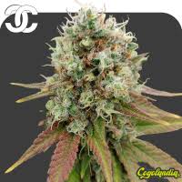 Resultado de imagen para la marihuana channel