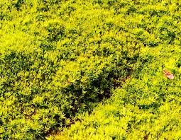 Attēlu rezultāti vaicājumam “Pohlia nutans sporophyte”