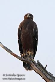 Attēlu rezultāti vaicājumam “Aquila pomarina adult”