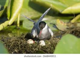 Attēlu rezultāti vaicājumam “Chlidonias hybrida adult”