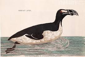 Image result for Pinguinus impennis