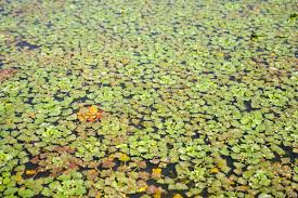 Attēlu rezultāti vaicājumam “Trapaceae”