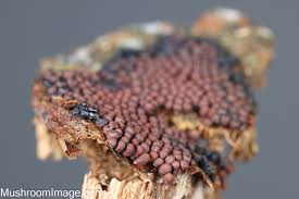 Attēlu rezultāti vaicājumam “Cribraria rubiginosa spores”