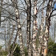 Attēlu rezultāti vaicājumam “Betula”