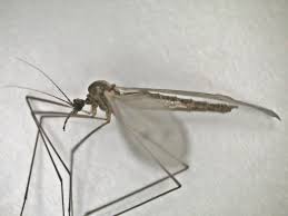 Attēlu rezultāti vaicājumam “Trichocera regelationis”