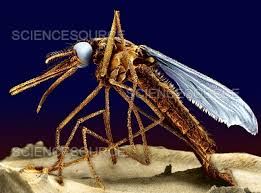 Attēlu rezultāti vaicājumam “Culex pipiens”