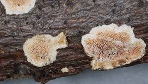 Attēlu rezultāti vaicājumam “Junghuhnia pseudozilingiana”