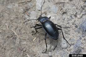 Attēlu rezultāti vaicājumam “Carabus violaceus”