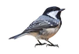 Attēlu rezultāti vaicājumam “Periparus ater”