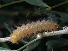 Attēlu rezultāti vaicājumam “Spilosoma lutea larva”