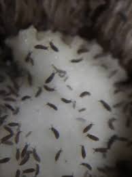 Attēlu rezultāti vaicājumam “Raphidia larva”