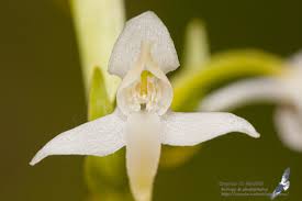 Attēlu rezultāti vaicājumam “Platanthera bifolia flower”